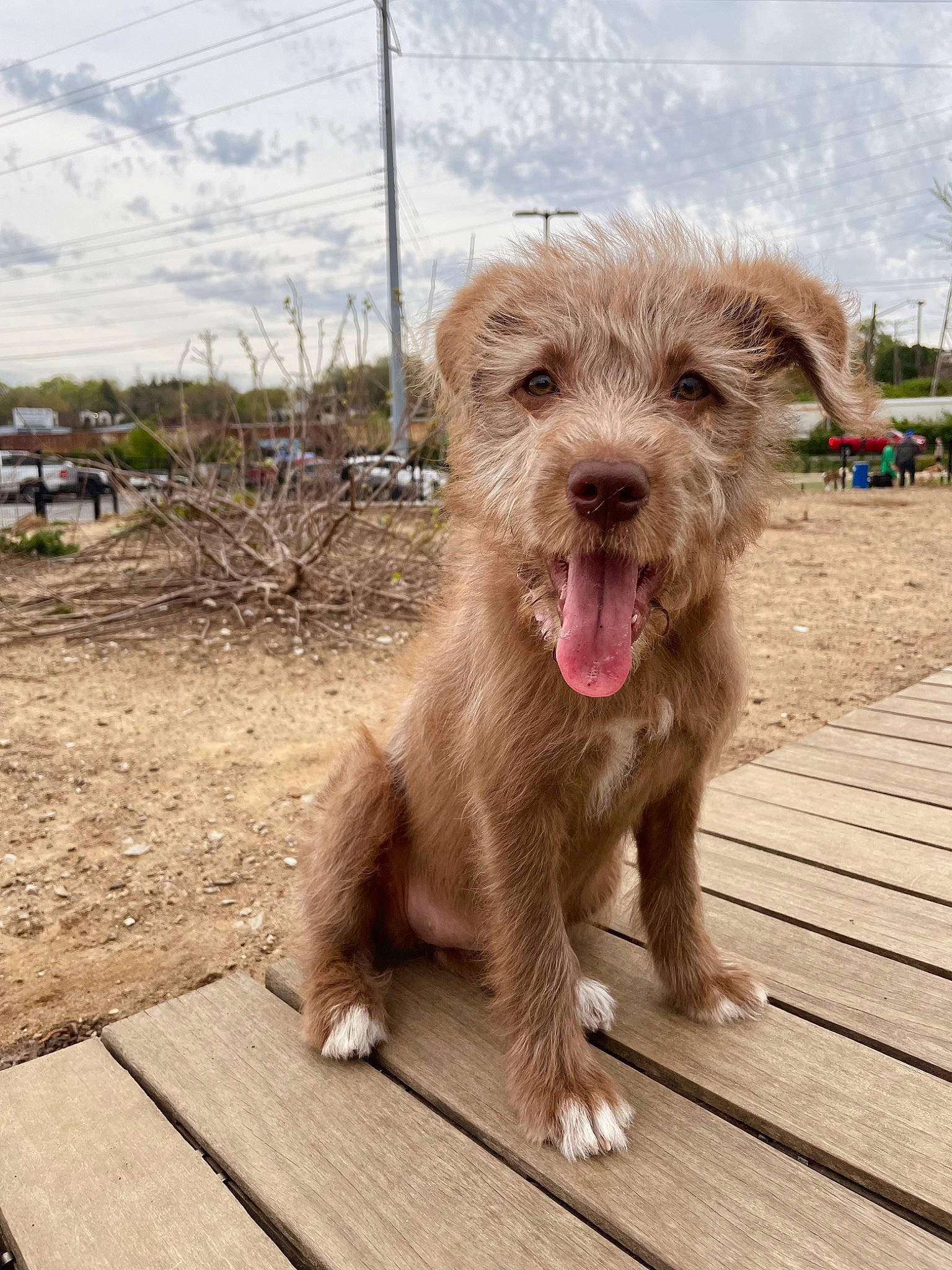 Lexington is registered to the contest to win money with this photo: canidae, carnivore, cloud, companion_dog, dog, dog_breed, fur, liver, plank, plant, sky, small_terrier, snout, soil, sporting_group, terrestrial_animal, terrier, wood, working_animal, working_terrier