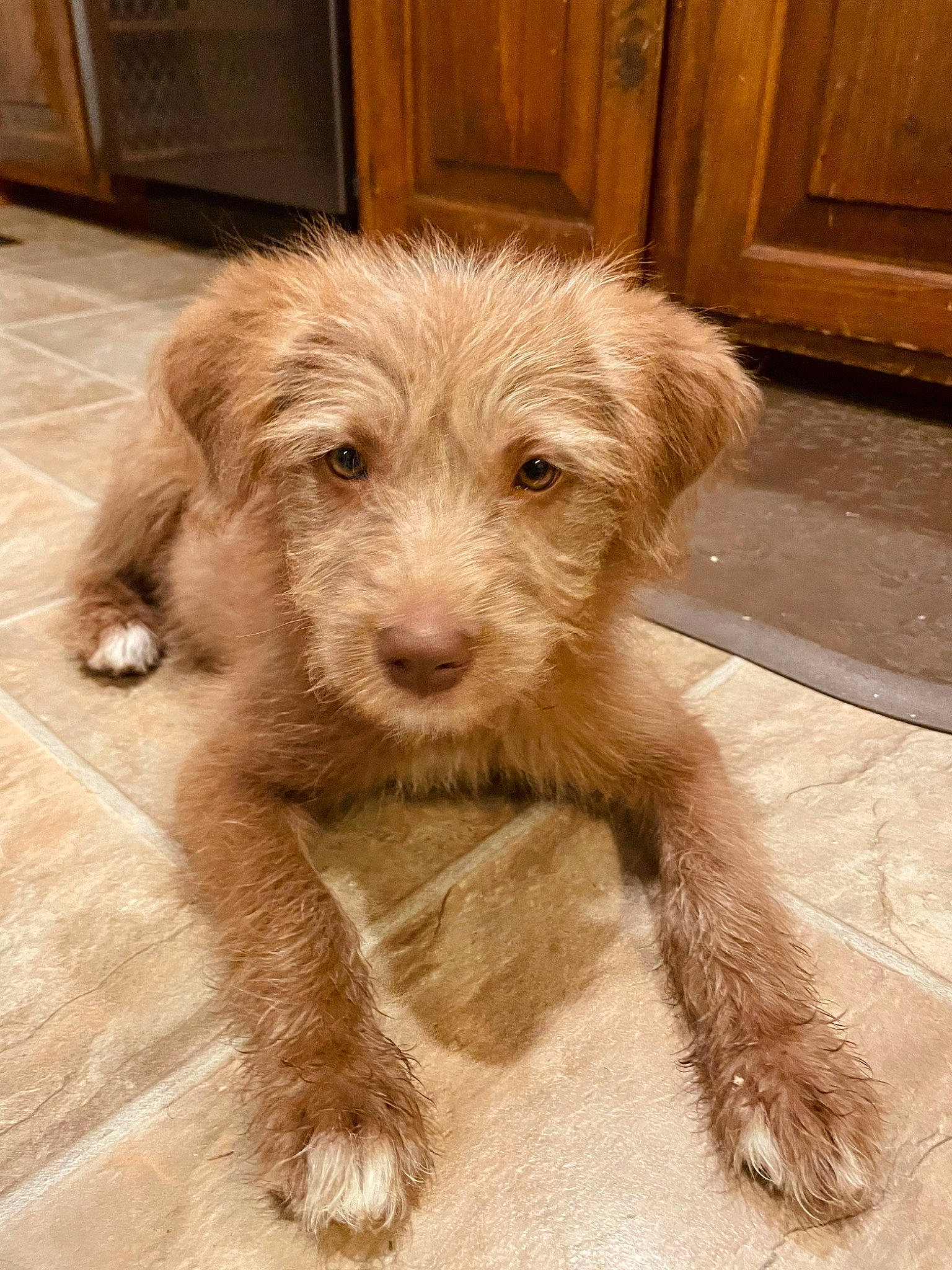 Lexington is registered to the contest to win money with this photo: cabinetry, canidae, carnivore, companion_dog, dog, dog_breed, fawn, flooring, fur, hardwood, liver, small_terrier, snout, sporting_group, terrestrial_animal, terrier, toy_dog, wood, working_animal, working_terrier