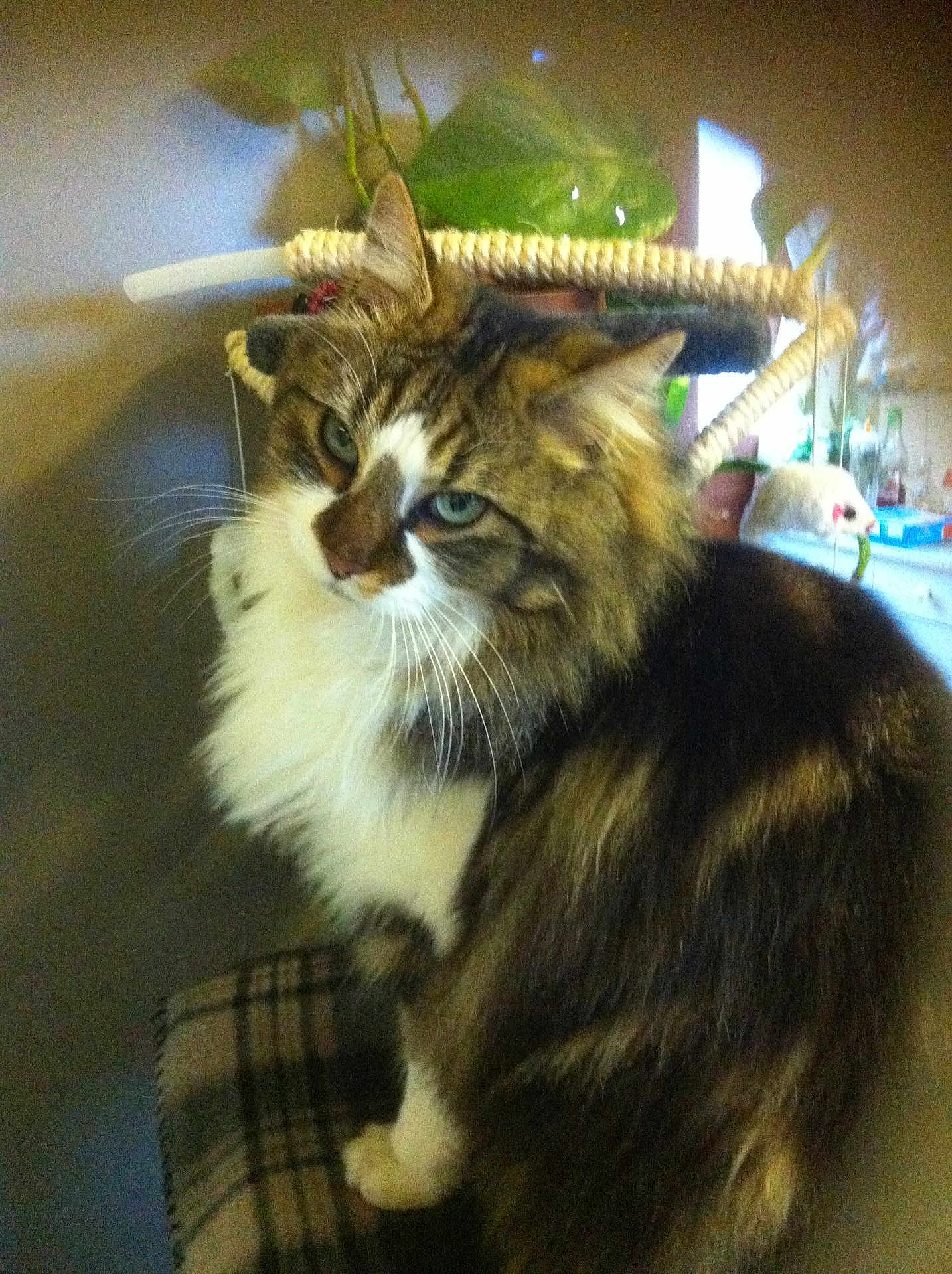 Lino participe au concours pour gagner de l'argent avec cette photo : cat, long_haired_cat, tabby, white_chest, green_eyes, whiskers, fluff, indoor, cat_tree, plant, plaid_blanket, toy_mouse, sitting, closeup, pet, fur, household, cozy, portrait, furniture