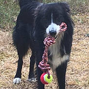 Usky participe au concours pour gagner de l'argent avec cette photo : dog, border_collie, toy, rope_toy, tennis_ball, outdoor, grass, standing, black_and_white, fluffy_tail, paws, pet, playful, portrait, close_up, animal, fur, attentive, country_field, daytime