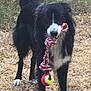 dog, border_collie, toy, rope_toy, tennis_ball, outdoor, grass, standing, black_and_white, fluffy_tail, paws, pet, playful, portrait, close_up, animal, fur, attentive, country_field, daytime