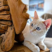 Bouddha participe au concours pour gagner de l'argent avec cette photo : cat, wooden_sculpture, blue_eyes, curious, indoor, wood_surface, animal, pet, feline, sculpture, face, closeup, table, decor, relaxed, whiskers, ears, fur, blurred_background, natural_light