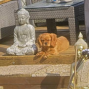 A'Voltaire a rejoint le concours — aidez-le/la à gagner de superbes lots ! puppy, dog, outdoor, wooden_deck, buddha_statue, wicker_furniture, sunlight, relaxing, peaceful, decor, meditation, stone, garden, pet, animal, summer, resting, small_dog, brown_dog, serene