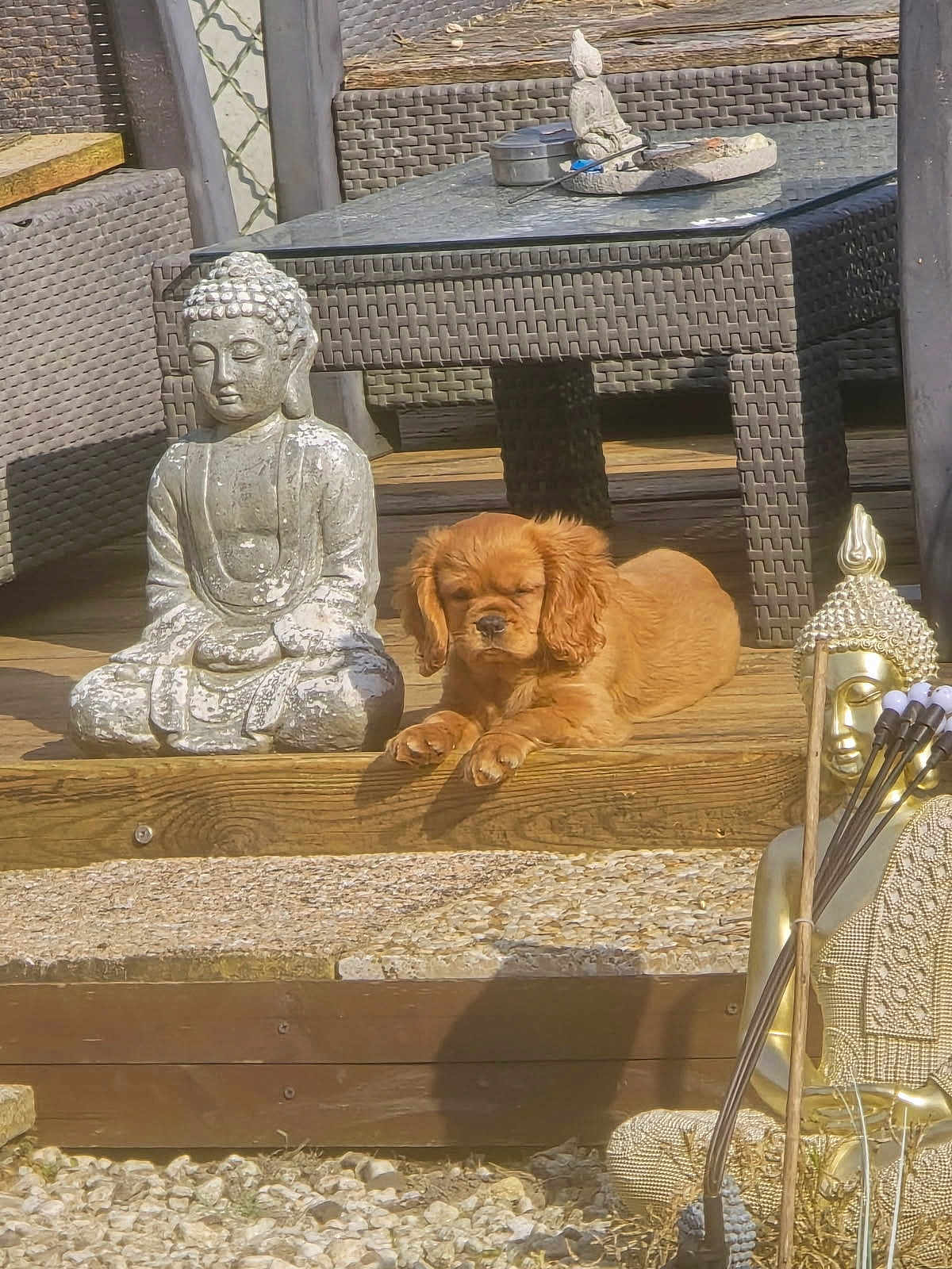 A'Voltaire a rejoint le concours — aidez-le/la à gagner de superbes lots ! puppy, dog, outdoor, wooden_deck, buddha_statue, wicker_furniture, sunlight, relaxing, peaceful, decor, meditation, stone, garden, pet, animal, summer, resting, small_dog, brown_dog, serene