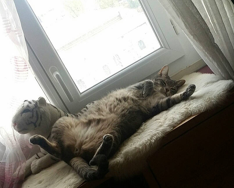 Souki participe au concours pour gagner de l'argent avec cette photo : carnivore, cat, comfort, domestic_short_haired_cat, felidae, floor, flooring, fur, grey, hardwood, living_room, paw, room, small_to_medium_sized_cats, tail, textile, whiskers, window, window_treatment, wood