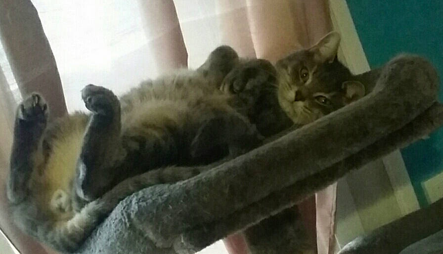 Souki participe au concours pour gagner de l'argent avec cette photo : carnivore, cat, comfort, felidae, fur, small_to_medium_sized_cats, tail, terrestrial_animal, whiskers