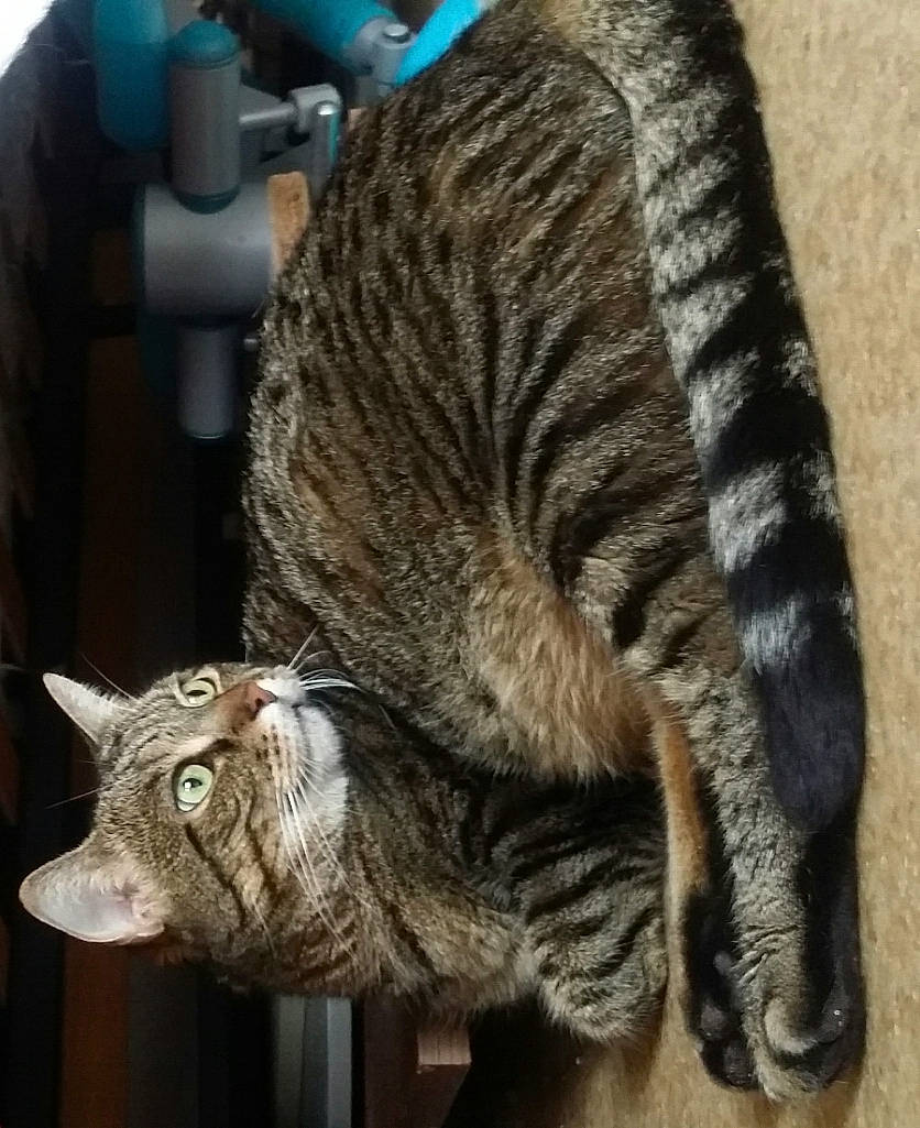 Poupette a rejoint le concours — aidez-le/la à gagner de superbes lots ! carnivore, cat, claw, domestic_short_haired_cat, felidae, fur, natural_material, small_to_medium_sized_cats, tail, terrestrial_animal, whiskers