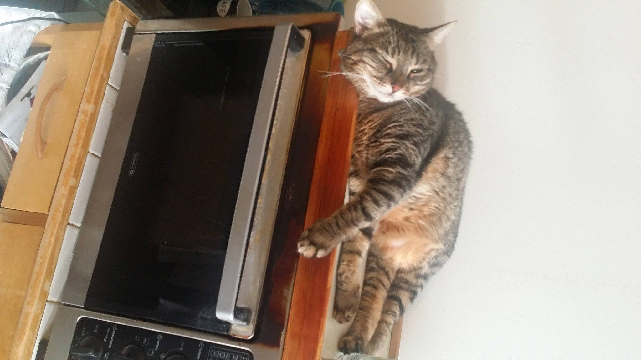 Poupette a rejoint le concours — aidez-le/la à gagner de superbes lots ! carnivore, cat, comfort, computer, computer_hardware, computer_keyboard, domestic_short_haired_cat, felidae, fur, input_device, laptop, output_device, paw, personal_computer, small_to_medium_sized_cats, tail, whiskers, wood