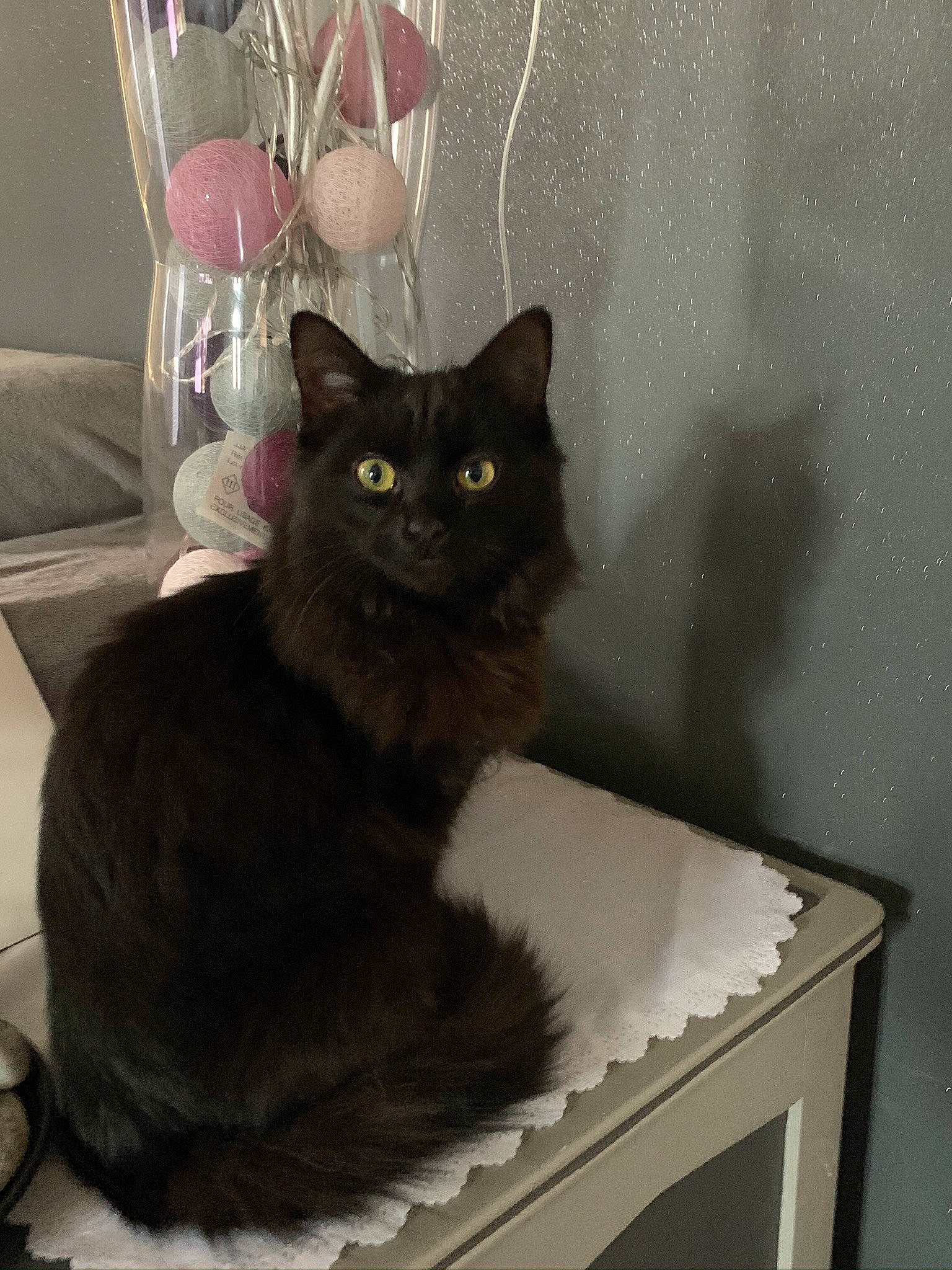 Poupée a rejoint le concours — aidez-le/la à gagner de superbes lots ! black_cat, bombay, box, carnivore, cat, cat_supply, claw, comfort, domestic_short_haired_cat, felidae, fur, grey, pet_supply, rectangle, sitting, small_to_medium_sized_cats, tail, terrestrial_animal, whiskers, window