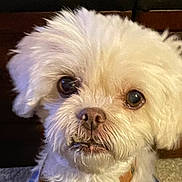 Betty White joined the competition — help win amazing prizes! dog, white_fur, close_up, pet, animal, cute, fluffy, face, eyes, nose, mouth, indoor, portrait, canine, fur, expression, domestic_animal, friendly, companion, whiskers