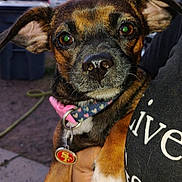 Little Girl Galindo joined the competition — help win amazing prizes! dog, close_up, pet, collar, heart_pattern, brown_fur, black_fur, white_paw, person_holding, outdoor, evening, curious_expression, ears_up, animal, cute, domestic_animal, canine, face, portrait, human_hand