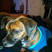 Little Girl Galindo joined the competition — help win amazing prizes! animal, bed, brown_dog, canine, close_up, clothing, collar, cozy, dog, domestic, ears, eyes, furniture, home, indoor, looking_away, mammal, nose, pet, portrait