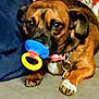 dog, pacifier, brown_dog, indoor, couch, blanket, toy, pet, animal, lying_down, collar, closeup, paw, cute, domestic_animal, looking_up, expression, furniture, relaxed, household