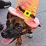 dog, pet, costume, hat, orange, black, brown, tongue_out, outdoor, concrete, paw, animal, cute, happy, closeup, brown_eyes, accessory, footwear, walking, playful