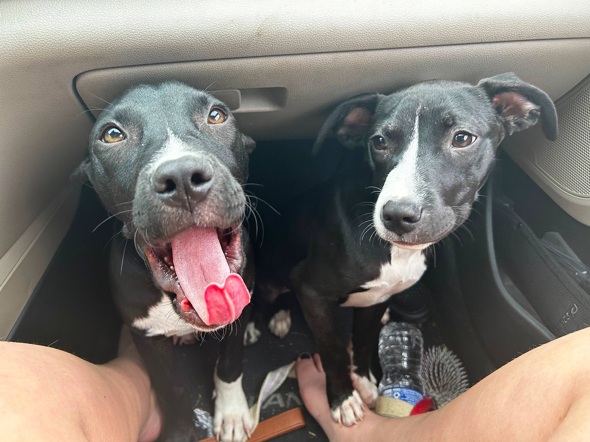 Dax joined the competition — help win amazing prizes! borador, bottle, carnivore, collar, companion_dog, dog, dog_breed, fur, jaw, sporting_group, terrestrial_animal, water_bottle, whiskers, working_animal