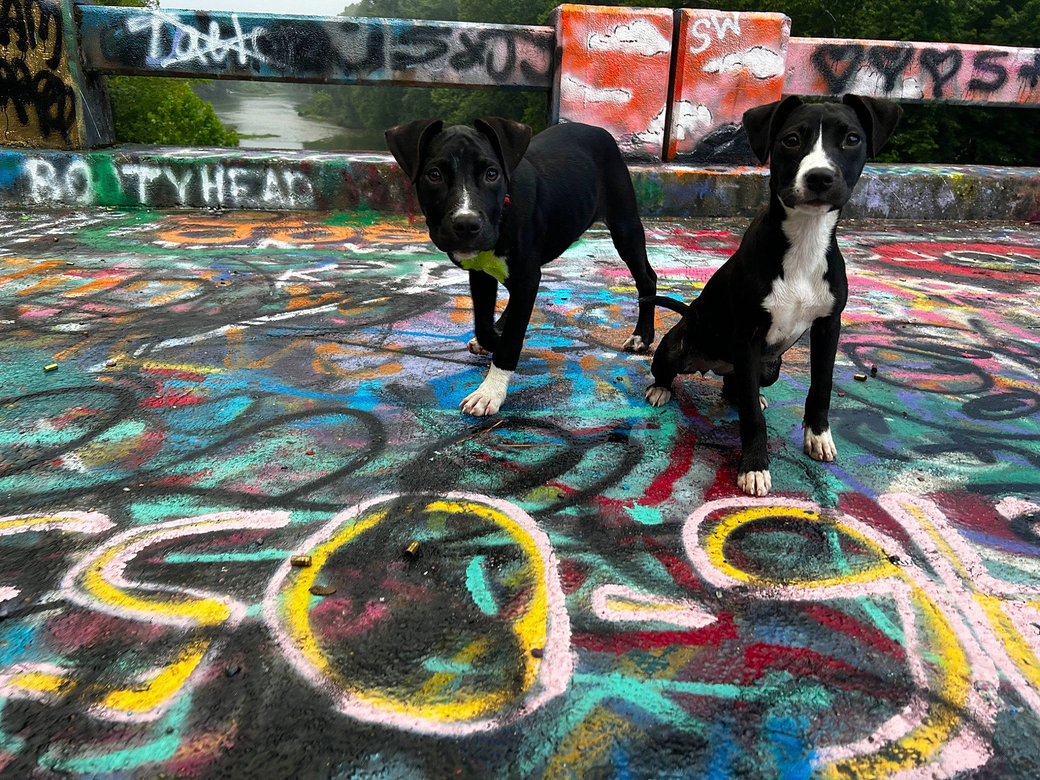 Dax is registered to the contest to win money with this photo: asphalt, automotive_tire, carnivore, chalk, companion_dog, dog, dog_breed, dog_supply, environmental_art, event, fun, grass, leisure, pet_supply, plant, recreation, sporting_group, tail, tree, working_animal