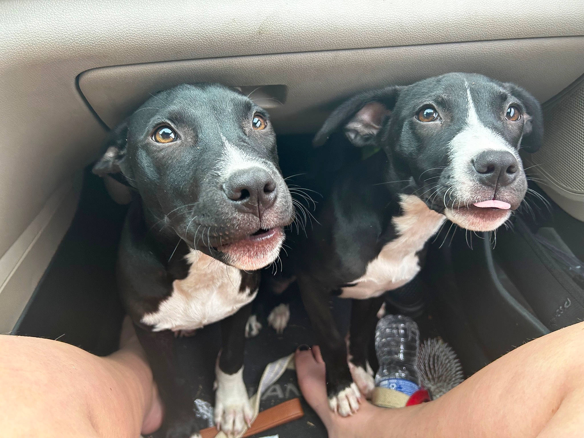 Dax is registered to the contest to win money with this photo: borador, carnivore, companion_dog, dog, dog_breed, family_car, snout, whiskers, working_animal