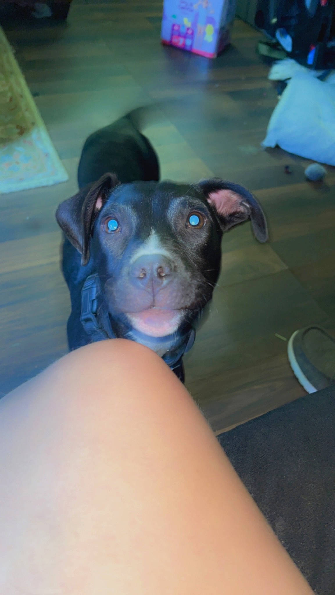 Dax is registered to the contest to win money with this photo: canidae, carnivore, comfort, companion_dog, dog, dog_breed, ear, electric_blue, fawn, fur, human_leg, non_sporting_group, puppy, snout, sporting_group, terrestrial_animal, toy, toy_dog, whiskers, working_animal