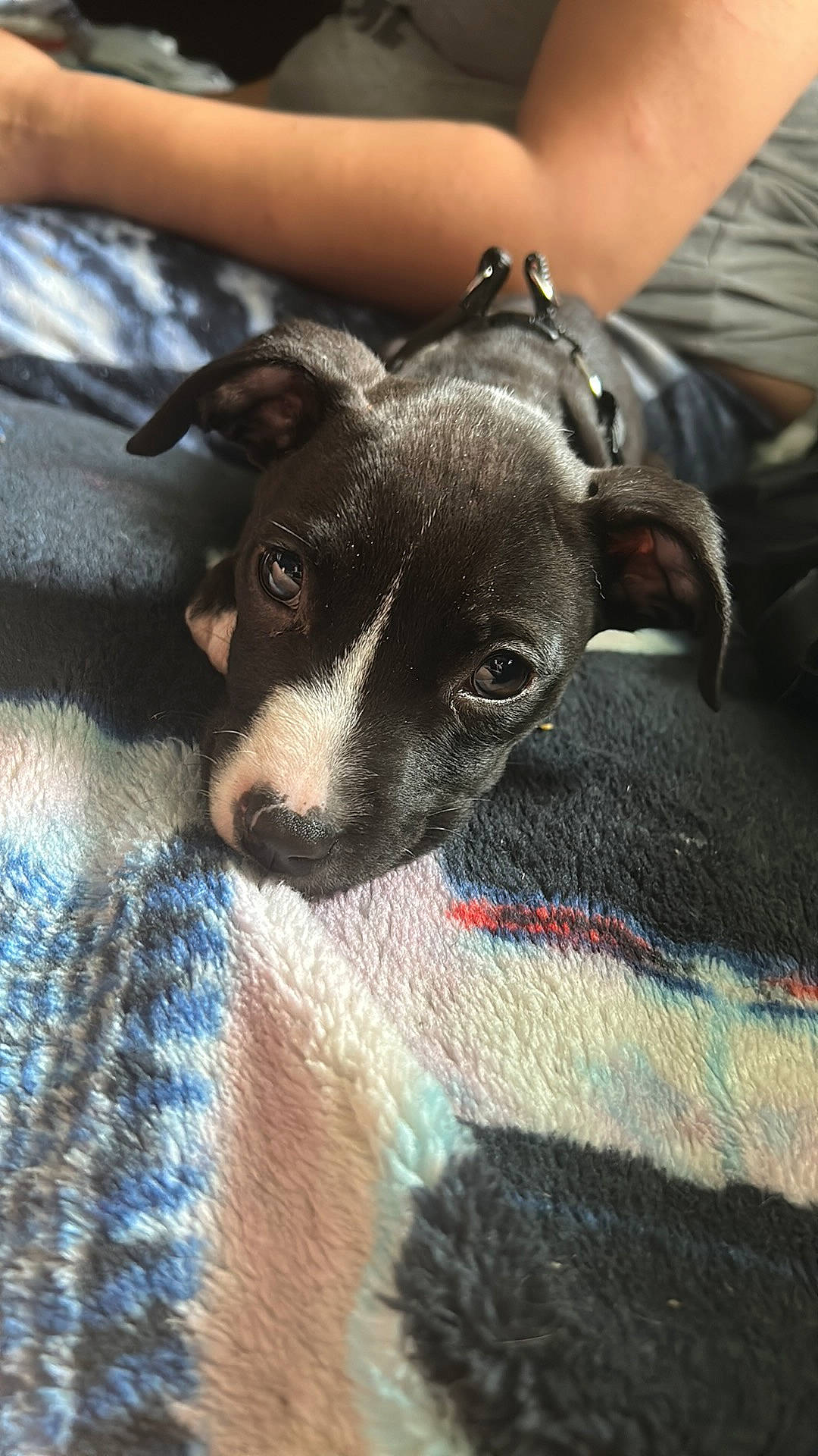 Shiloh is registered to the contest to win money with this photo: canidae, carnivore, collar, comfort, companion_dog, dog, dog_breed, ear, fawn, fur, grey, guard_dog, linens, paw, snout, sporting_group, terrestrial_animal, toy_dog, whiskers, working_animal