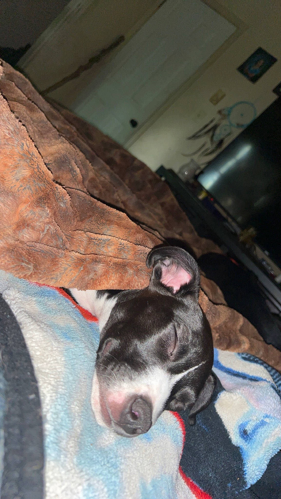 Shiloh is registered to the contest to win money with this photo: canidae, carnivore, collar, comfort, companion_dog, dog, dog_breed, fawn, flesh, fur, guard_dog, human_leg, non_sporting_group, paw, snout, sporting_group, terrestrial_animal, whiskers, working_animal