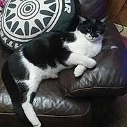 Willow joined the competition — help win amazing prizes! cat, black_and_white_cat, couch, leather_couch, pillow, tire_pillow, blanket, motorcycle_pattern, indoor, carpet, relaxed, pet, animal, feline, resting, cozy, home, furniture, living_room, casual