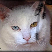 Moonlight a rejoint le concours — aidez-le/la à gagner de superbes lots ! cat, white_cat, heterochromia, blue_eye, golden_eye, animal, pet, feline, portrait, close_up, face, whiskers, pink_nose, pointed_ears, fur, indoors, wooden_floor, looking_at_camera, photography, watermark