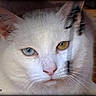 cat, white_cat, heterochromia, blue_eye, golden_eye, animal, pet, feline, portrait, close_up, face, whiskers, pink_nose, pointed_ears, fur, indoors, wooden_floor, looking_at_camera, photography, watermark
