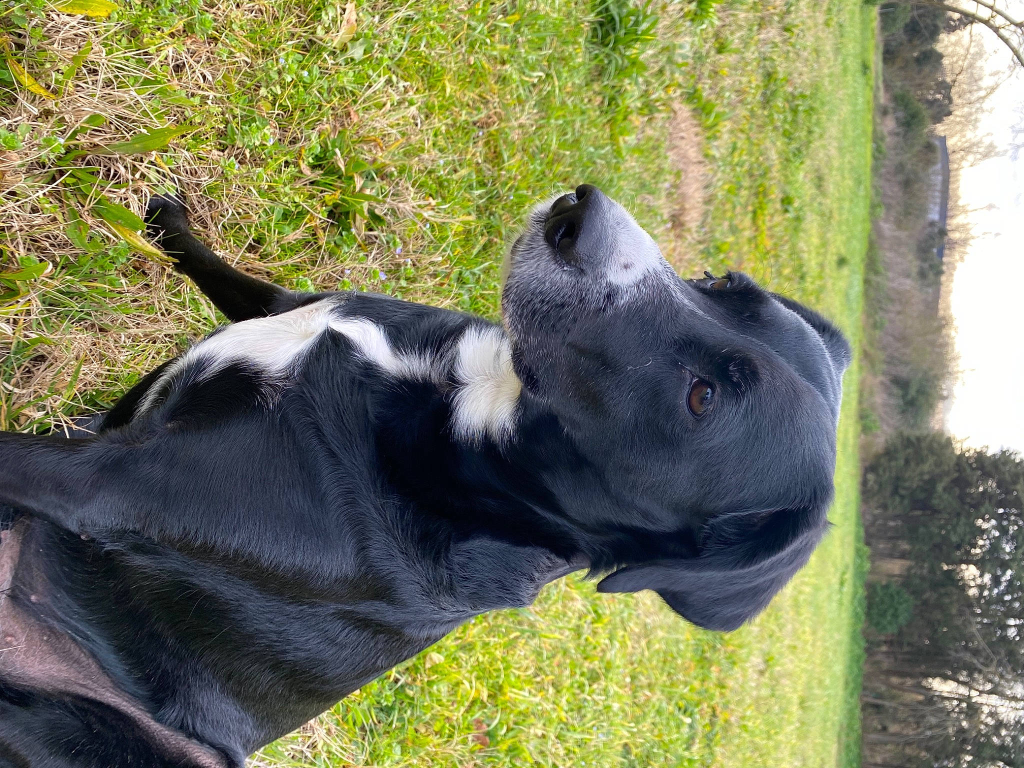 Loona a rejoint le concours — aidez-le/la à gagner de superbes lots ! art, borador, canidae, carnivore, collar, companion_dog, dog, dog_breed, dog_collar, fawn, grass, pasture, plant, sculpture, snout, sporting_group, tail, terrestrial_animal, whiskers, working_animal