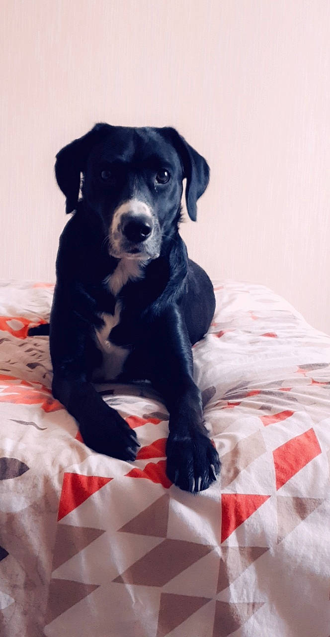 Loona participe au concours pour gagner de l'argent avec cette photo : borador, carnivore, collar, comfort, companion_dog, dog, dog_breed, dog_collar, dog_supply, electric_blue, fur, guard_dog, hunting_dog, non_sporting_group, pattern, retriever, sporting_group, terrestrial_animal, whiskers, working_animal