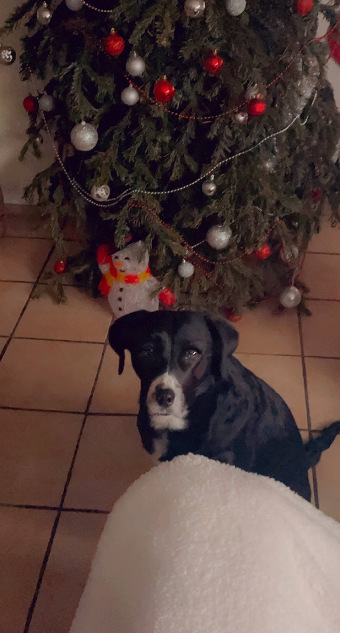 Loona a rejoint le concours — aidez-le/la à gagner de superbes lots ! black, carnivore, christmas_decoration, christmas_ornament, christmas_tree, companion_dog, conifer, dog, dog_breed, event, fawn, holiday, holiday_ornament, landseer, mammal, ornament, snout, twig, white, working_animal