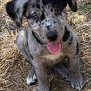 Bianca participe au concours pour gagner de l'argent avec cette photo : puppy, dog, outdoor, grass, tongue_out, speckled_coat, animal, pet, sitting, cute, young, canine, happy, playful, fur, nature, looking_up, ears, collar, ground