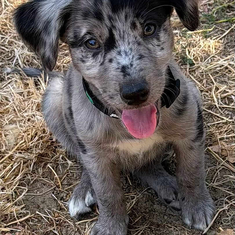 Bianca participe au concours pour gagner de l'argent avec cette photo : puppy, dog, outdoor, grass, tongue_out, speckled_coat, animal, pet, sitting, cute, young, canine, happy, playful, fur, nature, looking_up, ears, collar, ground
