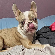 Sable is registered to the contest to win money with this photo: dog, french_bulldog, pet, animal, lying_down, tongue_out, bed, blanket, toy, pink_toy, ears_up, indoor, cute, fur, face, snout, resting, cozy, home, wall