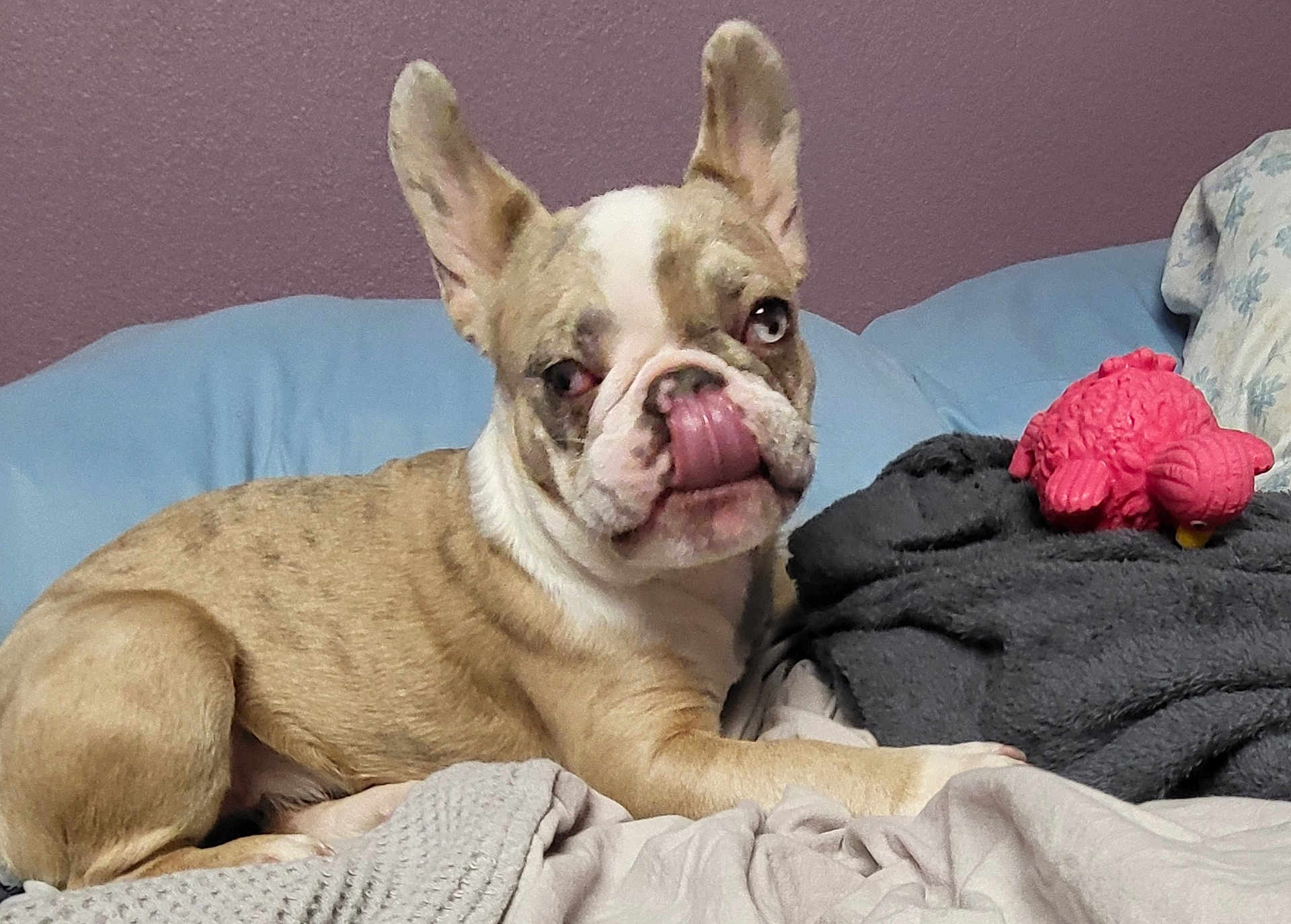 Sable is registered to the contest to win money with this photo: dog, french_bulldog, pet, animal, lying_down, tongue_out, bed, blanket, toy, pink_toy, ears_up, indoor, cute, fur, face, snout, resting, cozy, home, wall