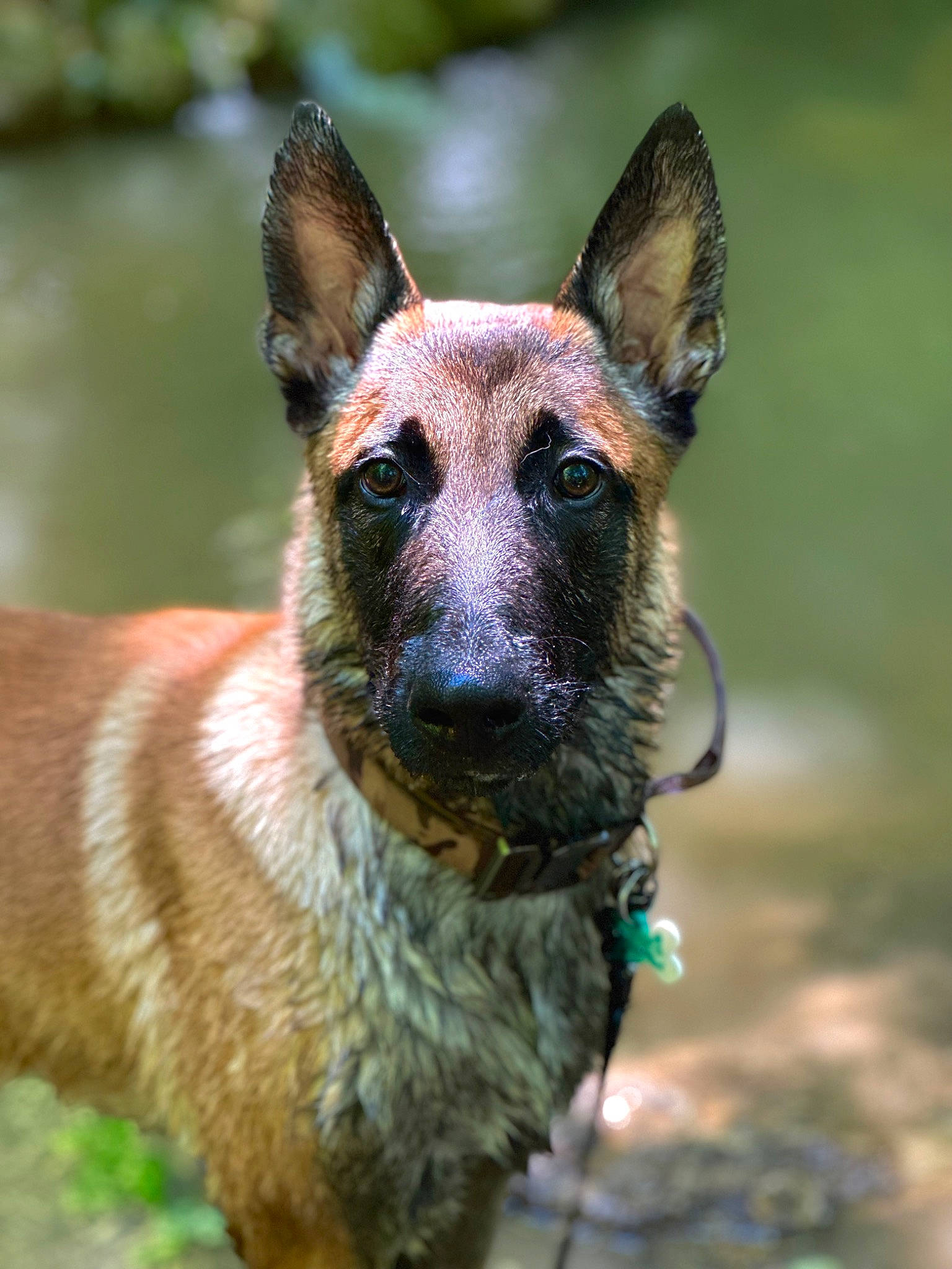 Tao participe au concours pour gagner de l'argent avec cette photo : canidae, carnivore, dog, dog_breed, fawn, german_shepherd_dog, grass, head, old_german_shepherd_dog, plant, snout, terrestrial_animal, whiskers, wildlife, working_dog