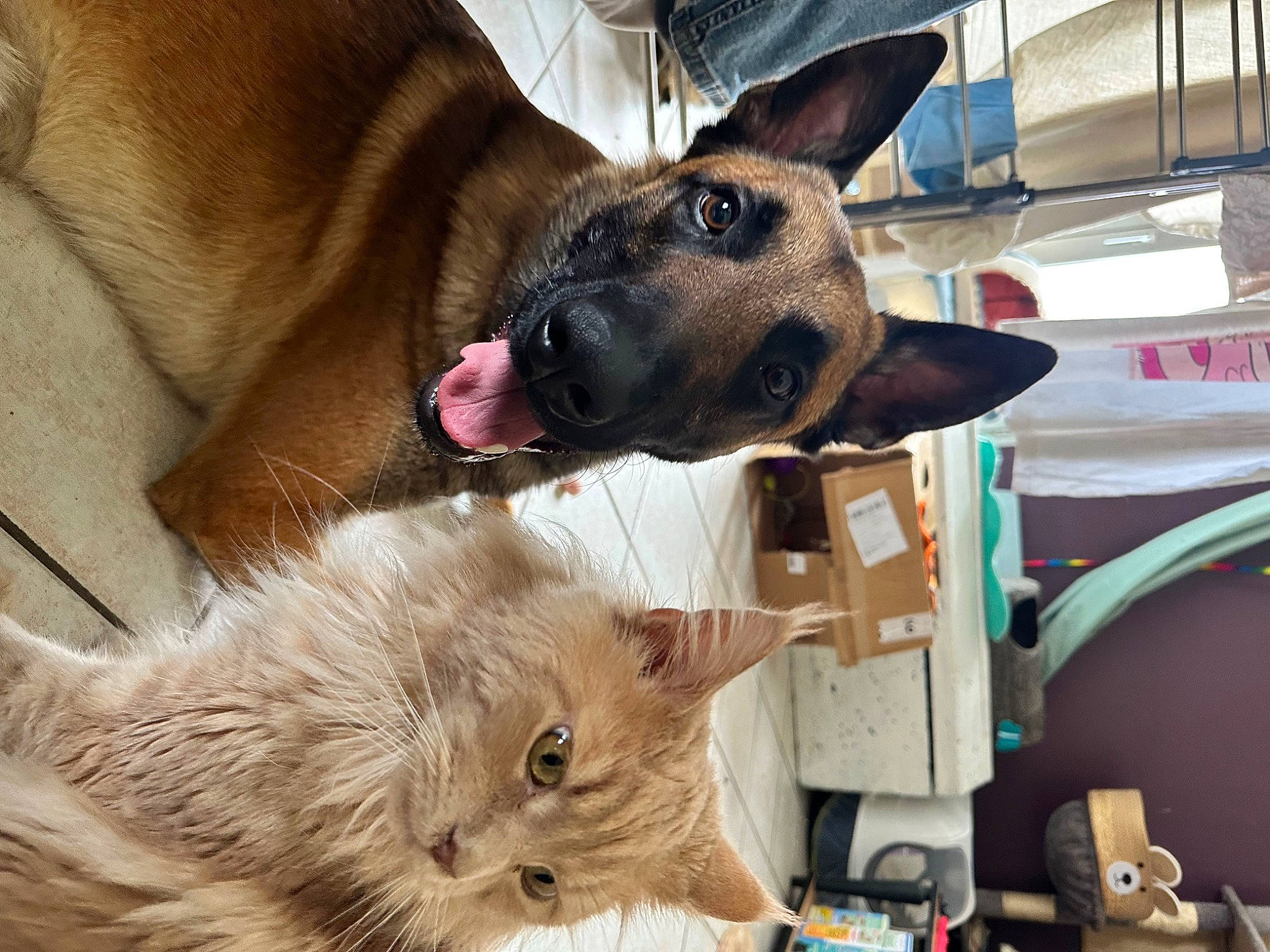 Tao a rejoint le concours — aidez-le/la à gagner de superbes lots ! canidae, carnivore, cat, collar, comfort, companion_dog, dog, dog_breed, domestic_short_haired_cat, ear, fawn, felidae, fur, german_shepherd_dog, paw, small_to_medium_sized_cats, snout, sporting_group, whiskers, working_animal