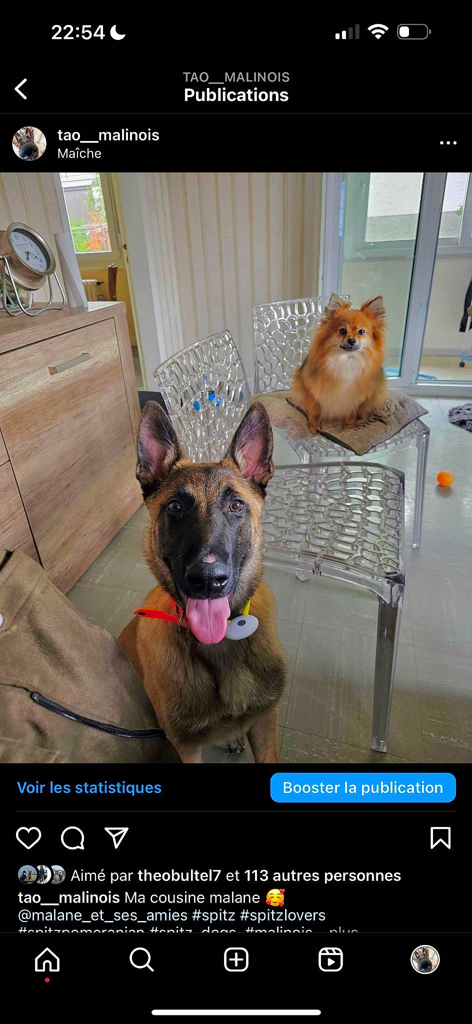 Tao a rejoint le concours — aidez-le/la à gagner de superbes lots ! canidae, carnivore, collar, companion_dog, dog, dog_breed, dog_supply, fawn, flooring, german_shepherd_dog, herding_dog, mammal, old_german_shepherd_dog, paw, pet_supply, photo_caption, screenshot, snout, sporting_group, working_animal