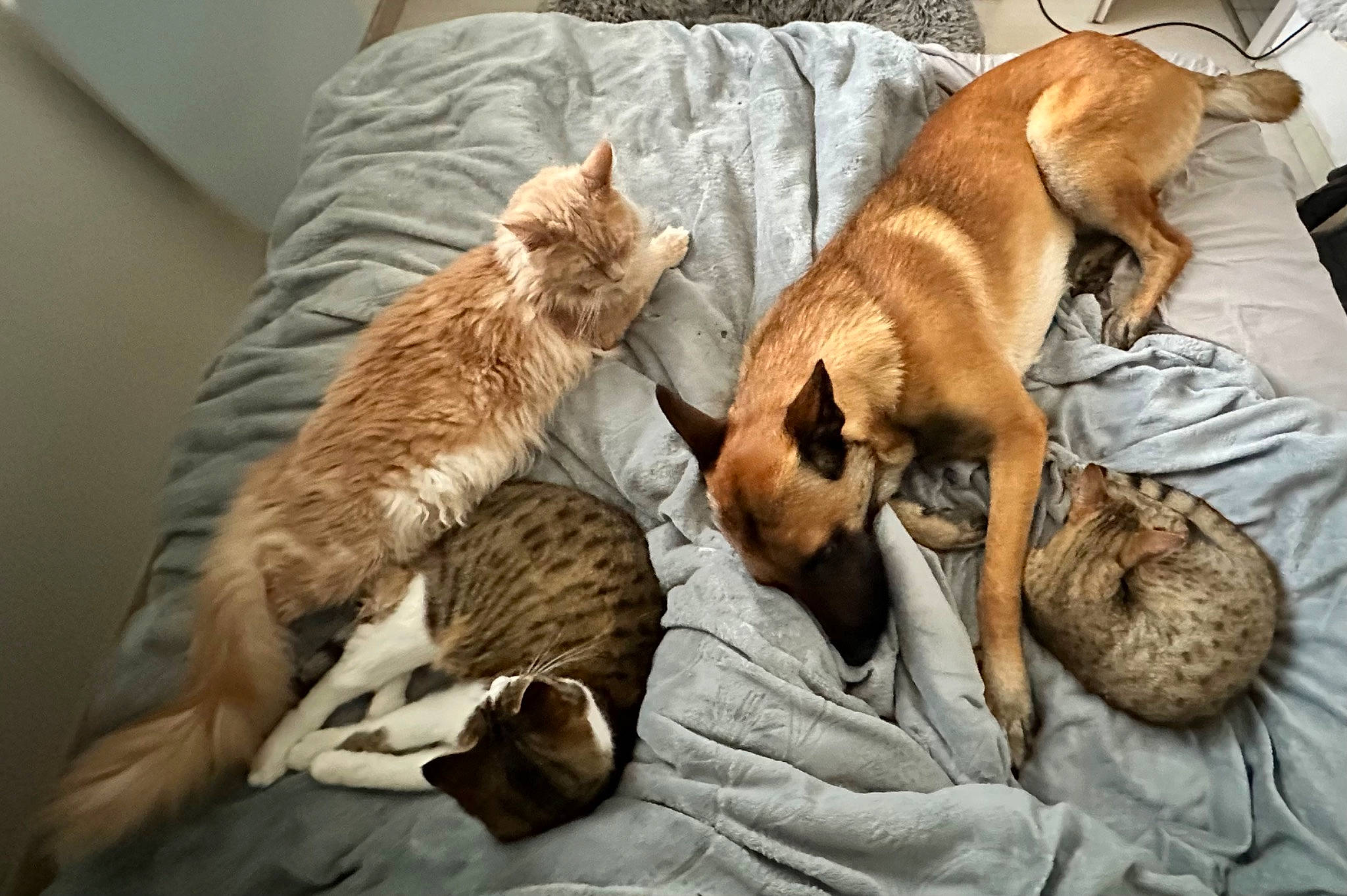 Tao a rejoint le concours — aidez-le/la à gagner de superbes lots ! canidae, carnivore, cat, claw, comfort, companion_dog, domestic_short_haired_cat, fawn, felidae, fur, linens, paw, room, small_to_medium_sized_cats, snout, sporting_group, tail, whiskers, wildlife, wood