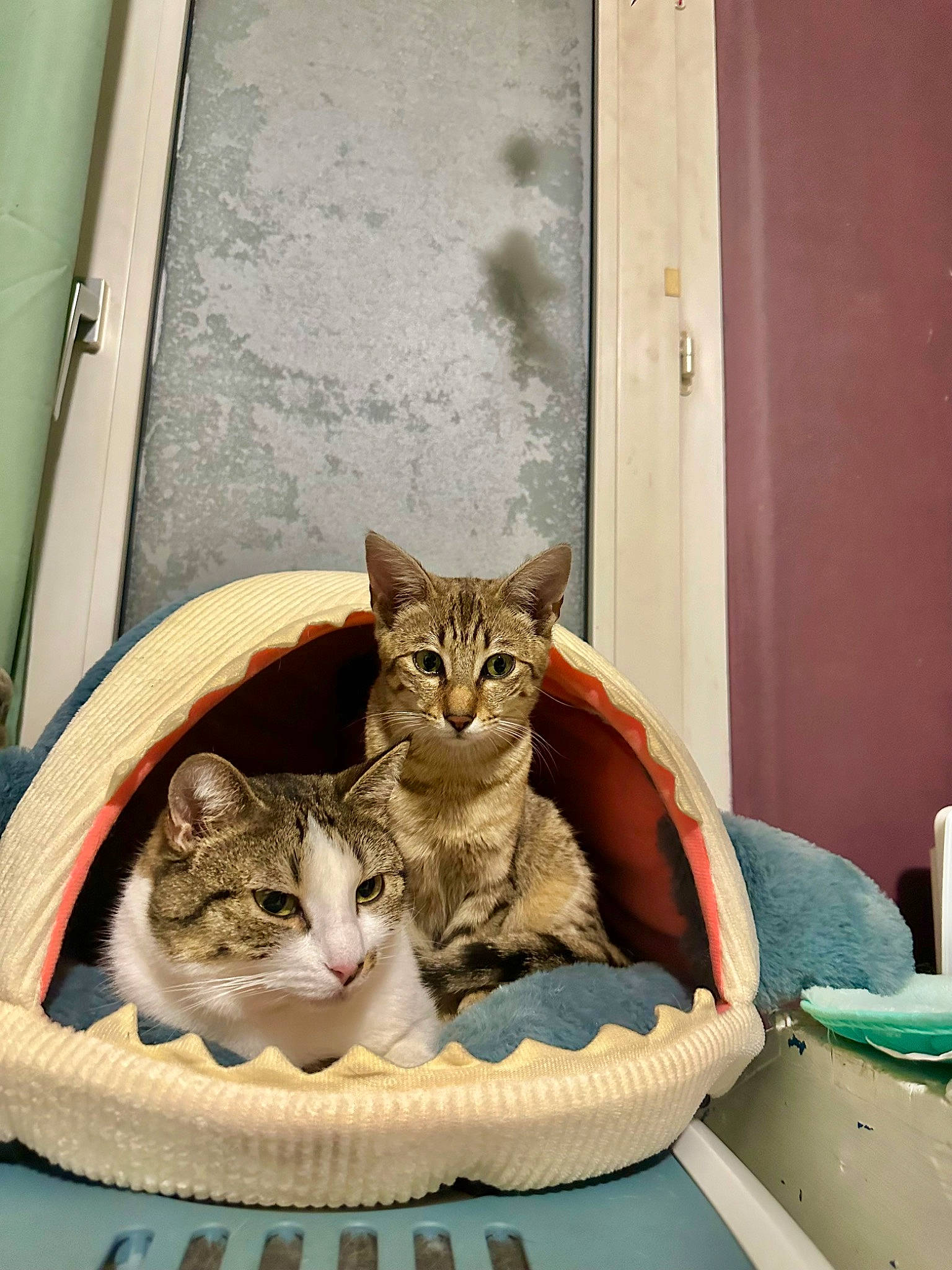 Utopia participe au concours pour gagner de l'argent avec cette photo : box, carnivore, cat, cat_supply, comfort, domestic_short_haired_cat, door, facial_expression, fawn, felidae, fur, mammal, pet_supply, plant, sitting, small_to_medium_sized_cats, tail, whiskers, window, wood