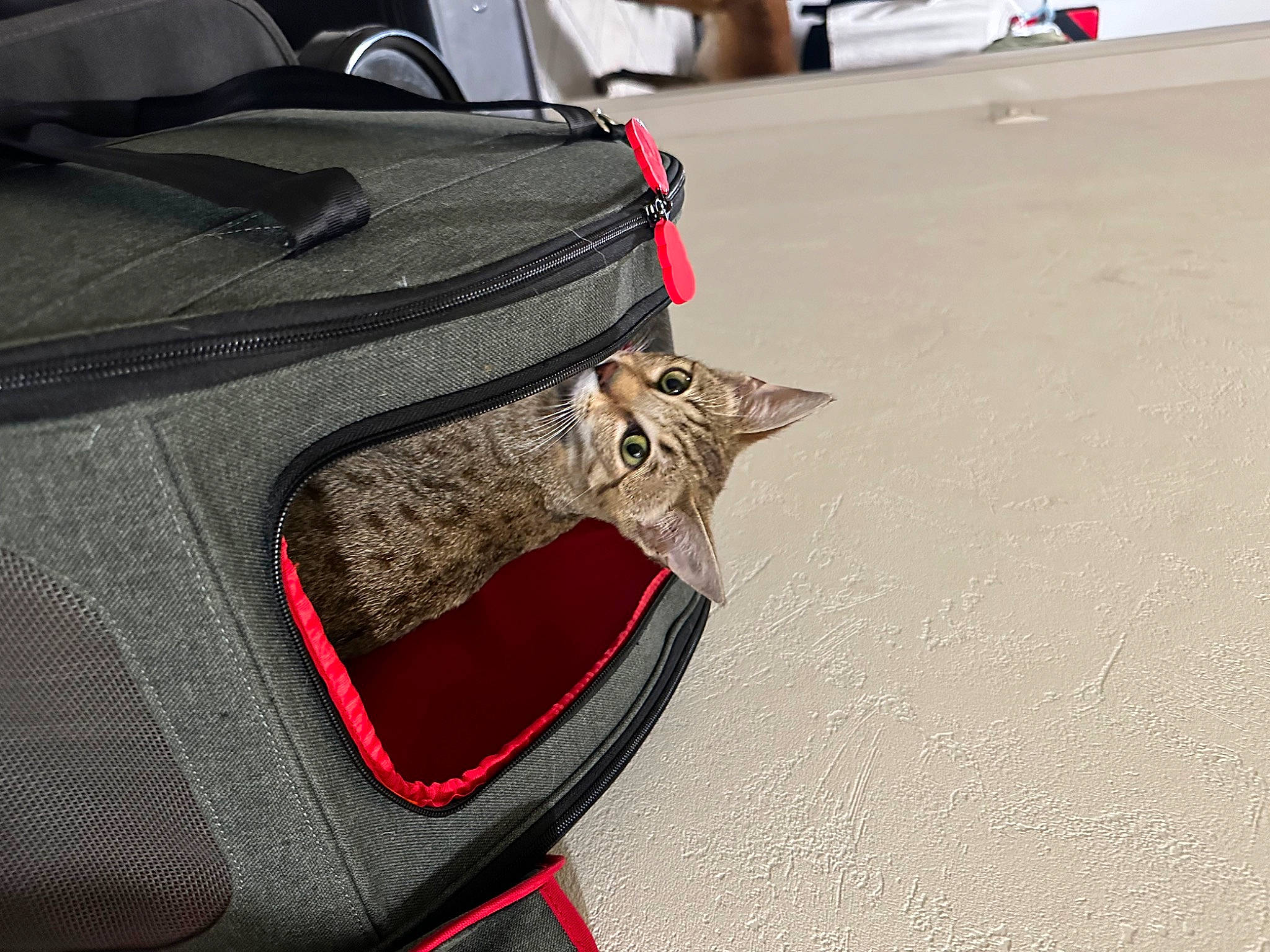 Utopia a rejoint le concours — aidez-le/la à gagner de superbes lots ! asphalt, auto_part, automotive_exterior, automotive_lighting, automotive_tire, bag, bumper, cat, comfort, felidae, flooring, luggage_and_bags, motor_vehicle, rim, road_surface, small_to_medium_sized_cats, tints_and_shades, trunk, vehicle_door, wood