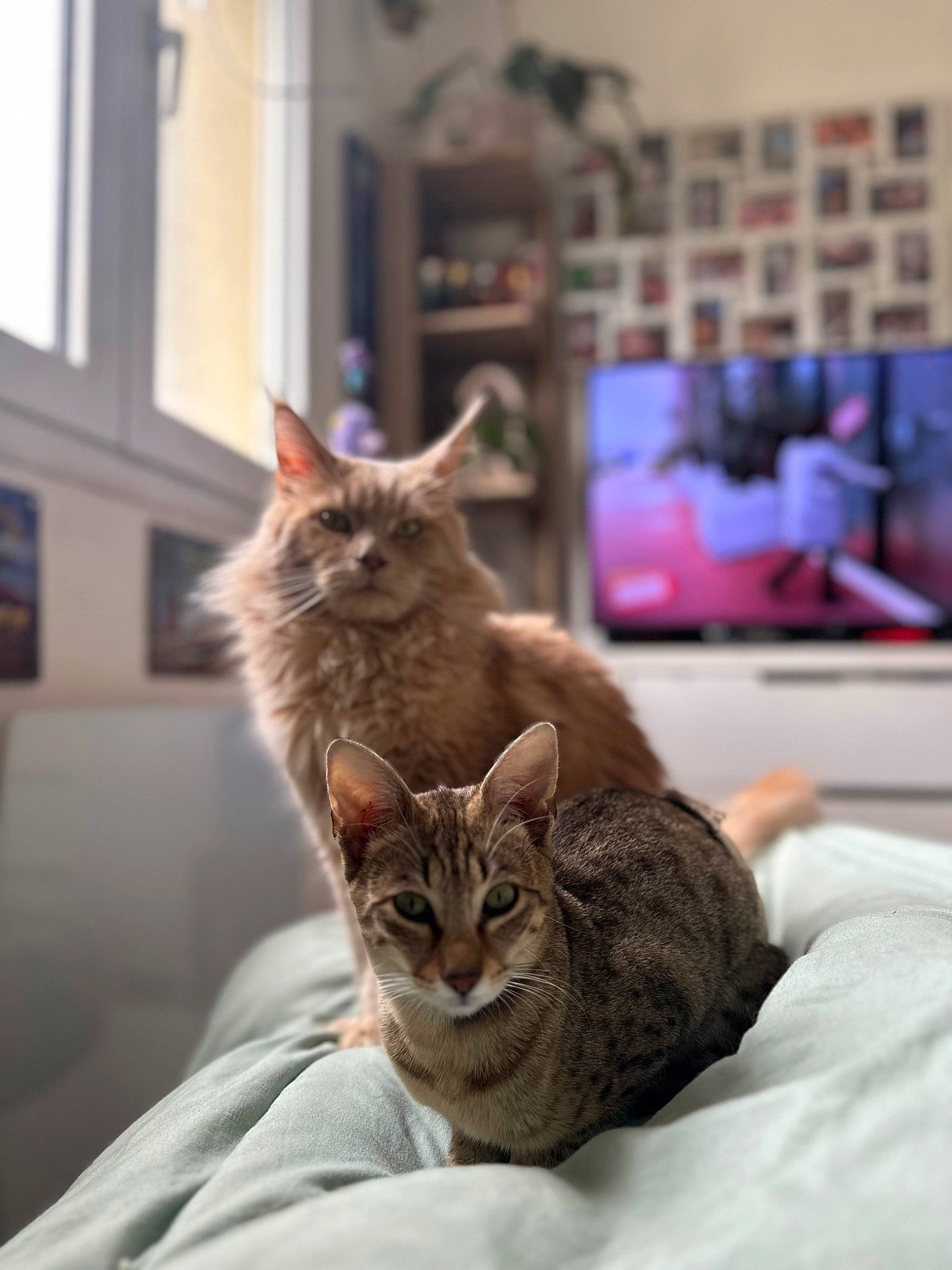 Utopia participe au concours pour gagner de l'argent avec cette photo : carnivore, cat, comfort, domestic_short_haired_cat, fawn, felidae, fur, paw, picture_frame, sitting, small_to_medium_sized_cats, snout, tail, tree, whiskers, wildlife, window