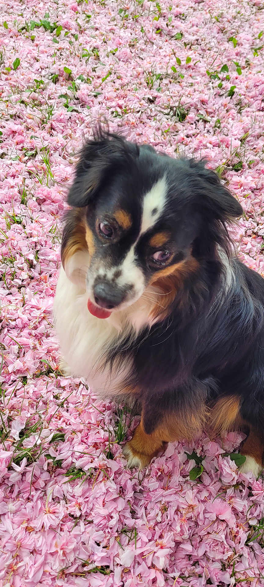 Tatoo participe au concours pour gagner de l'argent avec cette photo : dog, flower_petals, pink_flowers, outdoor, grass, nature, pet, animal, cute, fur, tongue_out, sitting, close_up, spring, colorful, playful, portrait, fluffy, canine, leaf