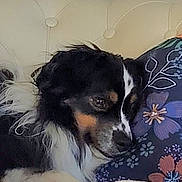 Tatoo participe au concours pour gagner de l'argent avec cette photo : dog, resting, pillow, floral_pattern, black_and_white, fur, closeup, indoors, couch, relaxed, pet, animal, cute, face, head, tufted_background, home, comfort, sleepy, cozy