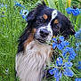 animal, blue_flower, canine, closeup, cute, dog, eyes, flower, fluffy, fur, garden, grass, greenery, nature, nose, outdoor, pet, plant, portrait, whiskers