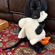 Trigger is registered to the contest to win money with this photo: puppy, dog, black_dog, stuffed_animal, duck_toy, cuddling, sitting, indoors, leather_sofa, patterned_rug, carpet, pet, cute, adorable, wide_eyed, portrait, front_view, floppy_ears, paws, playful
