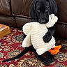 puppy, dog, black_dog, stuffed_animal, duck_toy, cuddling, sitting, indoors, leather_sofa, patterned_rug, carpet, pet, cute, adorable, wide_eyed, portrait, front_view, floppy_ears, paws, playful