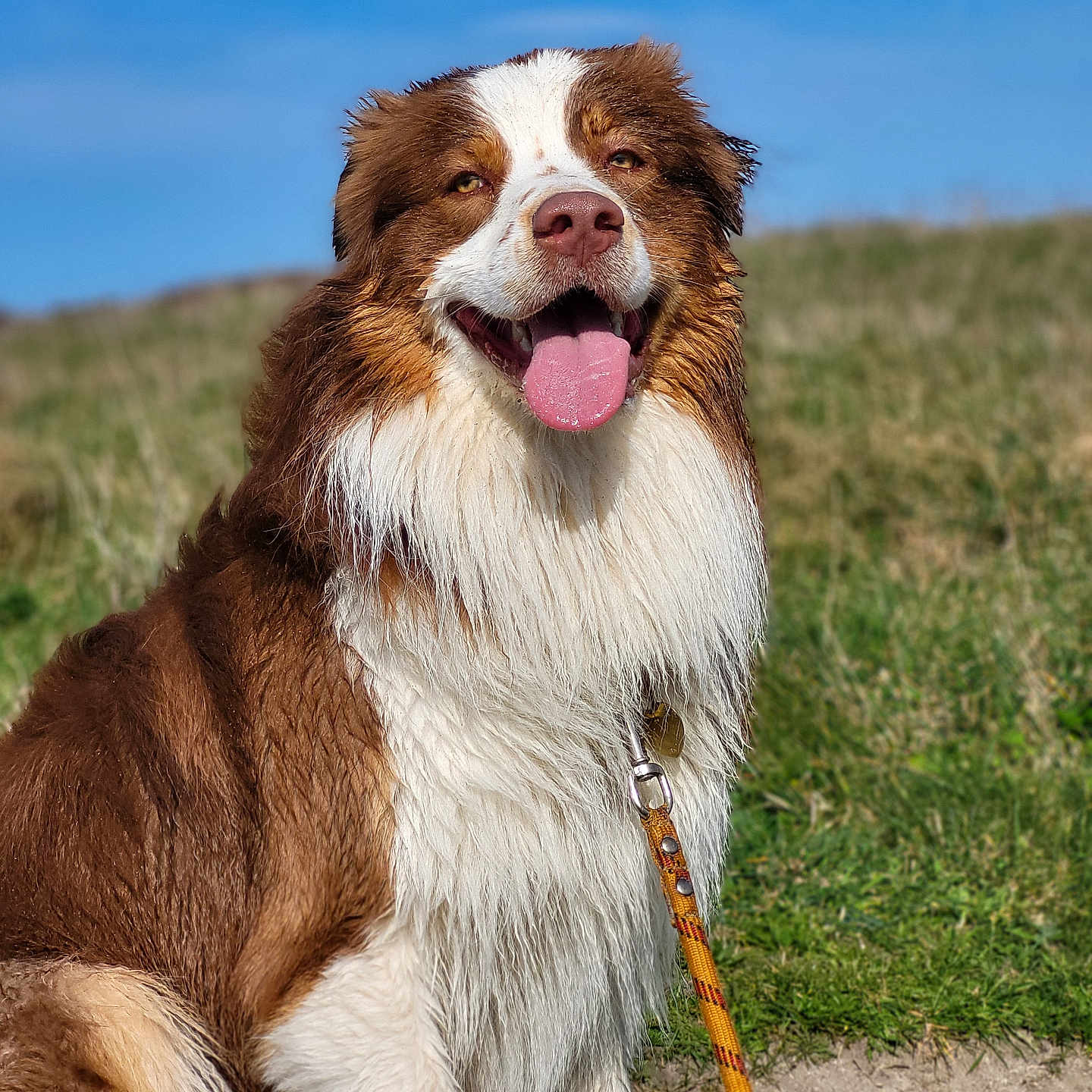 Uryon a rejoint le concours — aidez-le/la à gagner de superbes lots ! accessories, animal, bodypart, canine, cockerspaniel, collie, dog, goldenretriever, grass, husky, leash, mouth, person, pet, plant, puppy, saintbernard, strap, terrier, tongue