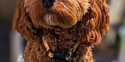 Rollo joined the competition — help win amazing prizes! animal, brown, canine, chair, close_up, collar, curly_fur, cute, dog, domestic_animal, ears, fur, furry, leash, nose, outdoor, pet, portrait, sitting, sunlight