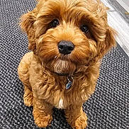 Rollo is registered to the contest to win money with this photo: adorable, animal, brown_fur, carpet, collar, companion, curly_fur, cute, dog, domestic_animal, floor, fluffy, indoor, looking_up, pet, puppy, sitting, small_dog, tag, young_dog