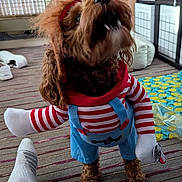 Rollo is registered to the contest to win money with this photo: animal, blue, brown, carpet, clothing, costume, cute, dog, funny, fur, home, indoor, legs, pet, playful, puppy, red, small_dog, striped, toy